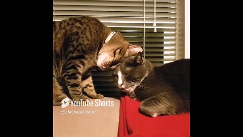 Another Day, Another 🐱 Headbutt #cat #catlover #catshorts #catvideos #shorts