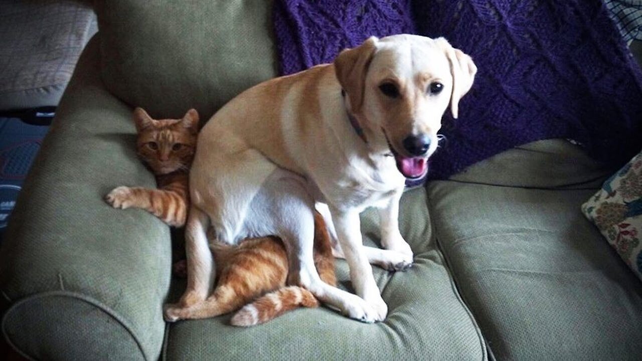 Funny and adorable cat and dogs moments .🤣🤣😲🥹🥹