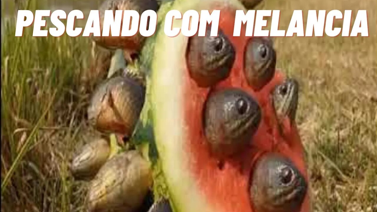 PESCANDO COM MELANCIA