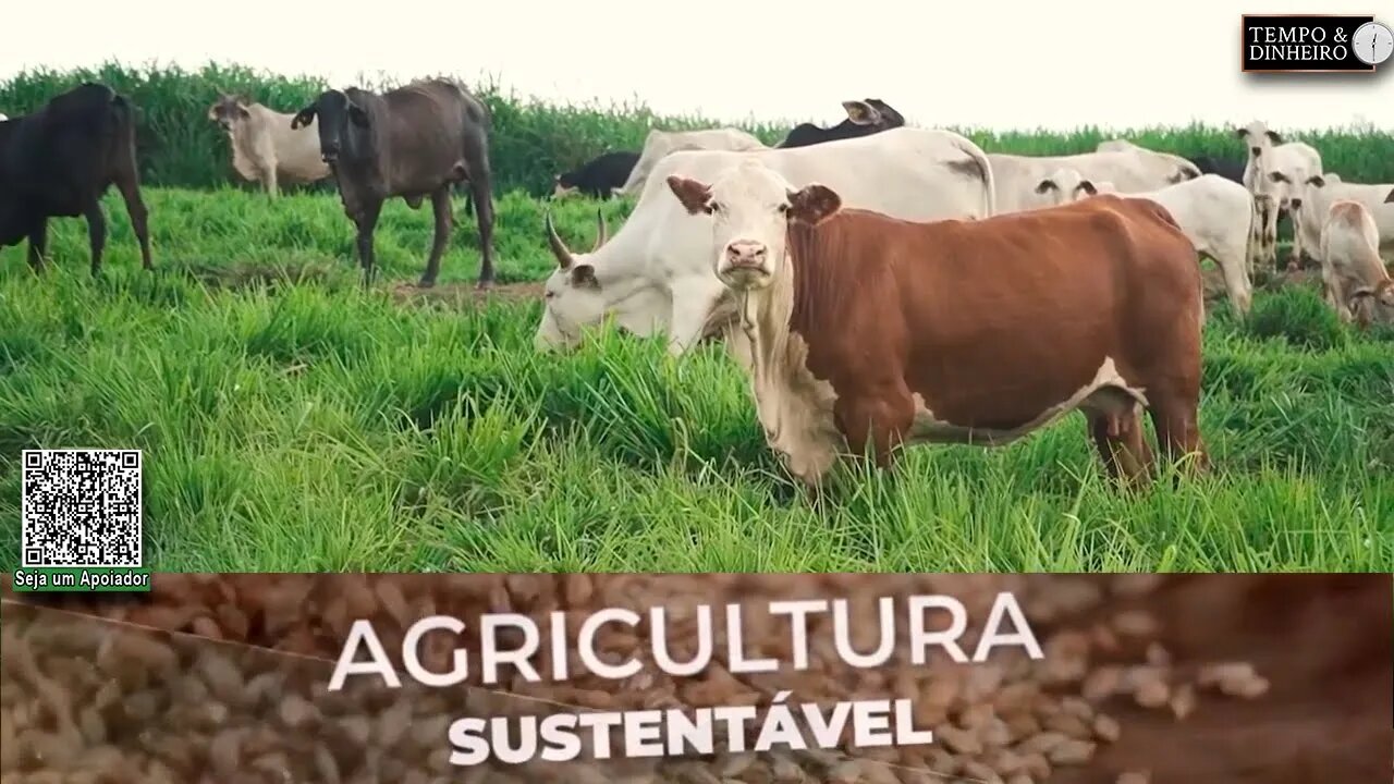 Para ter um pasto de qualidade, Granja Santiago cultiva braquiaria Marandu da Riza Sementes