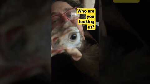 Bird weirded out by her own reflection 😆