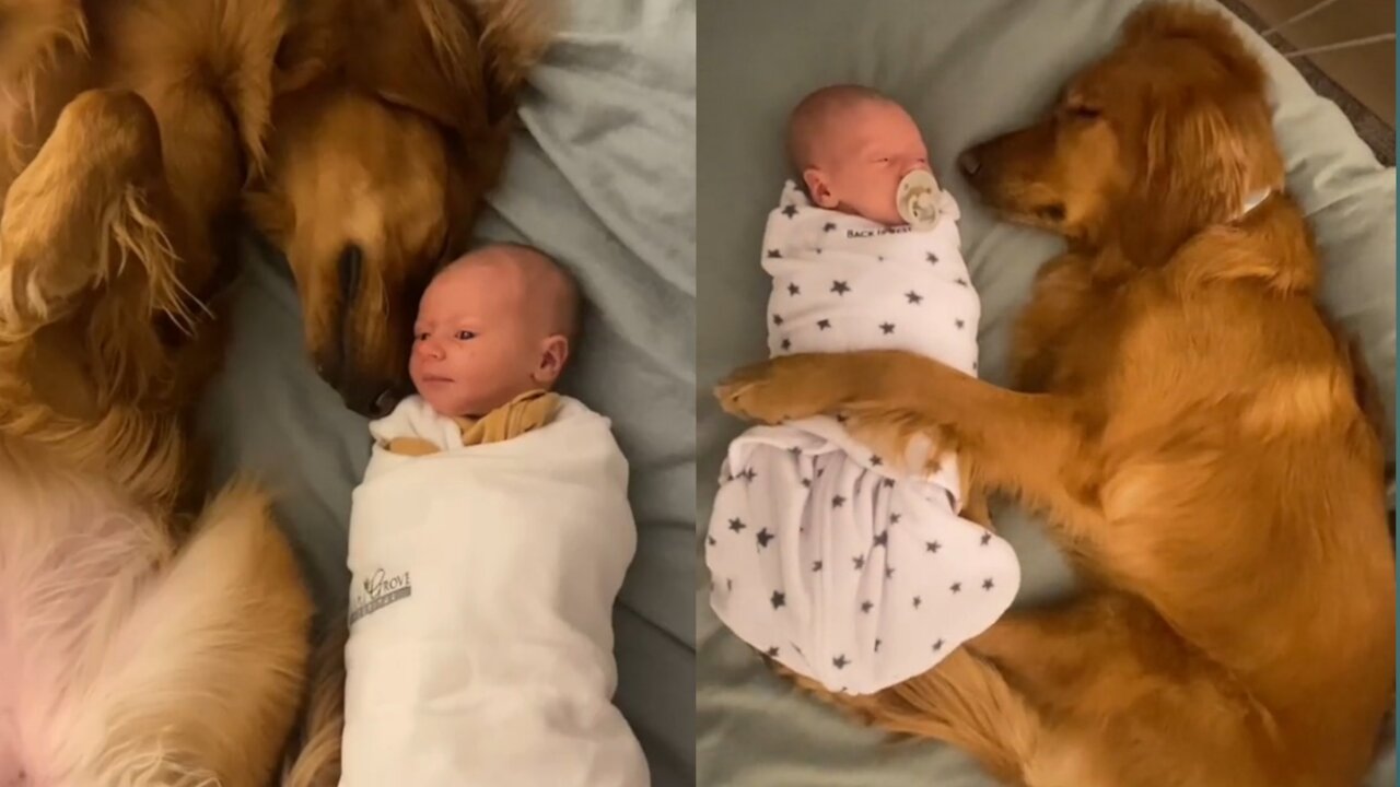 Dogs love towards babies are priceless...