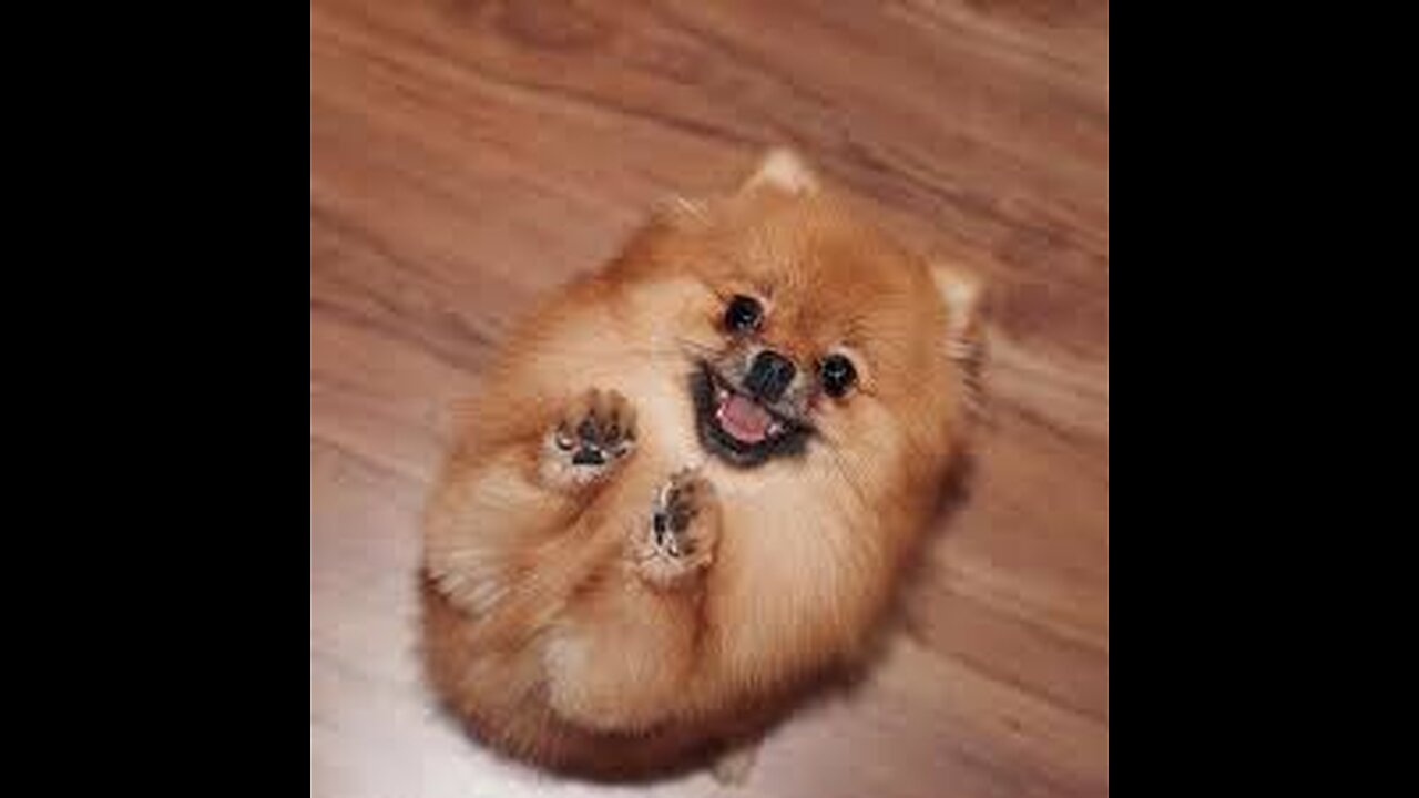 Funny and Dancer Dog pomeranian 😍 puppy funny Videos