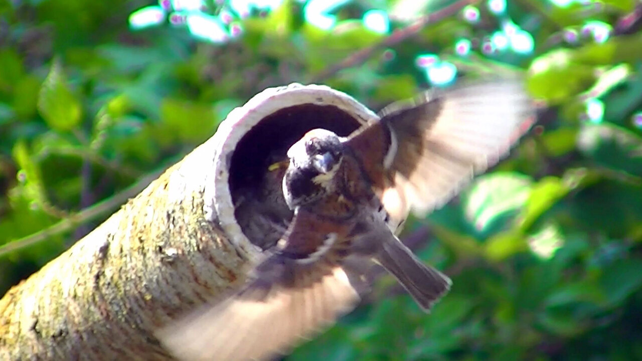 IECV NV #704 - 👀 Mom & Dad House Sparrow 🐤🐤Feeding The Three Babies 🐥🐥🐥7-31-2018