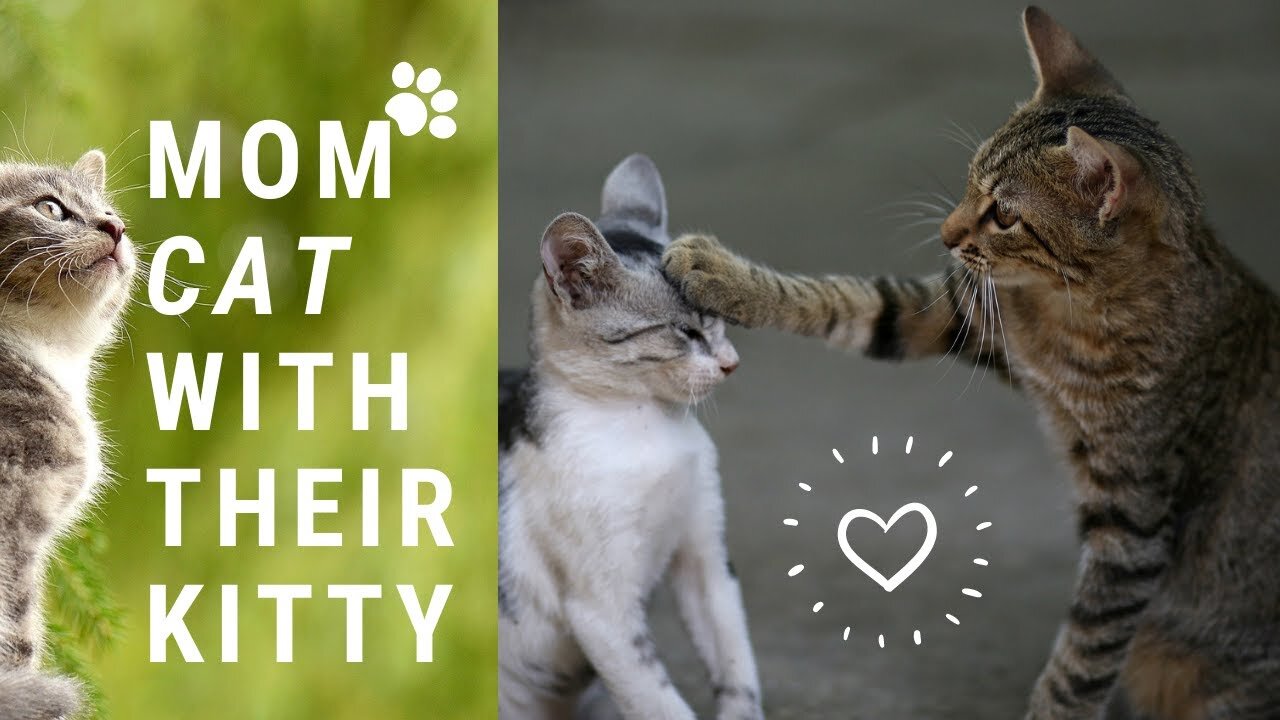 Baby Cats With Mom - Cute and Funny Baby Cat Videos Compilation