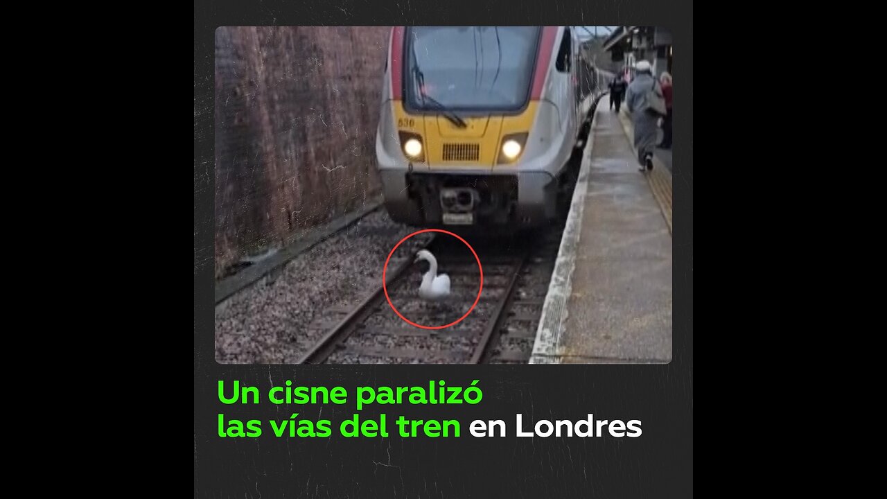 Un cisne causa retrasos en un tren de Londres durante hora pico