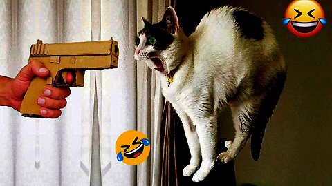 Dogs and Cats Making Us Burst with Laughter!🐱😅😅