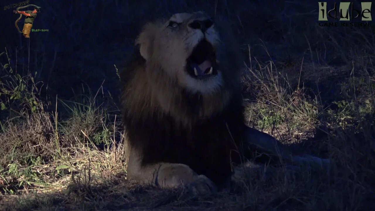 Dark Mane Majingilane Roar