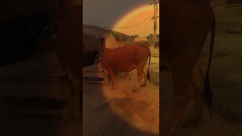 Natural Life of Village #nature #beautifulnature