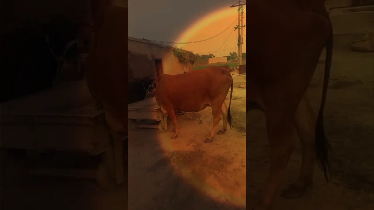 Natural Life of Village #nature #beautifulnature