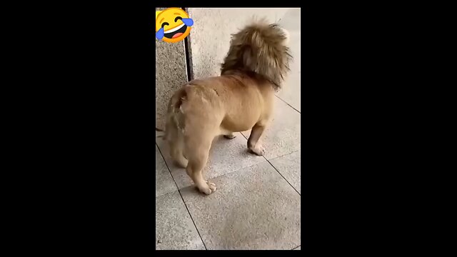 Funny Dog Video