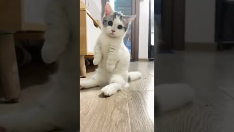 funny cat videos | cute cat videos| cute animals funny cats #shorts #shortsfunny #cutecat #funnycat