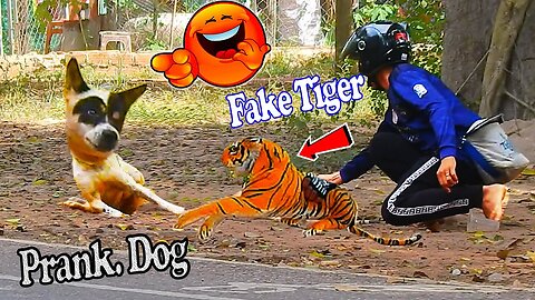 Troll prank Dog Funny & Fake Lion and fake tiger prank to dogs & huge box prank to dogs