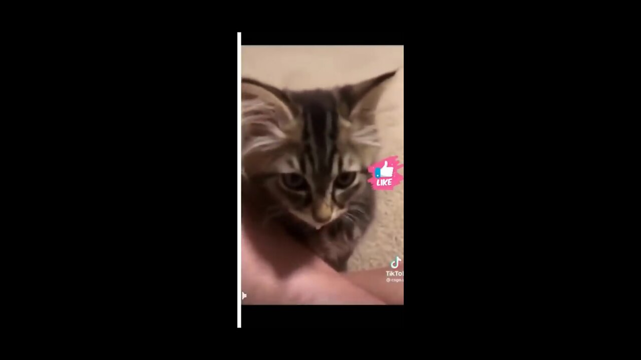 Viral Puppy Cat clips😹|| #shorts video #funny animals #cats