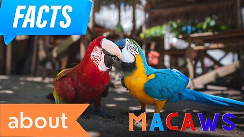 Interesting facts about Macaws