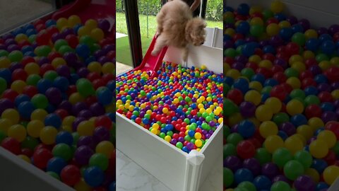 Building a Puppy Ball Pit!