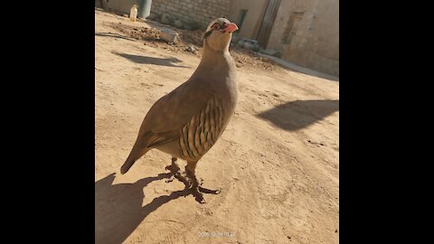 Bird_ Fighting_ Training. Short_ video.