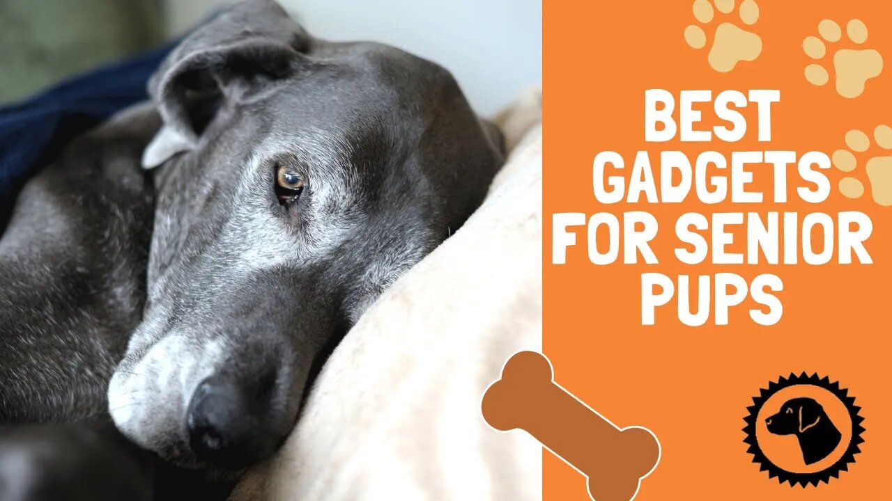 SENIOR DOGS | Cool Pet Gadgets To Help Your Senior Dog 🐶 Brooklyn's Corner