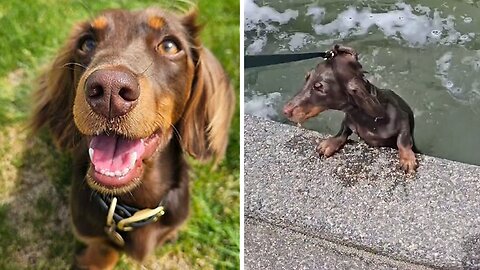 Little Pup Falls Into A Fountain In A Hilarious Manner