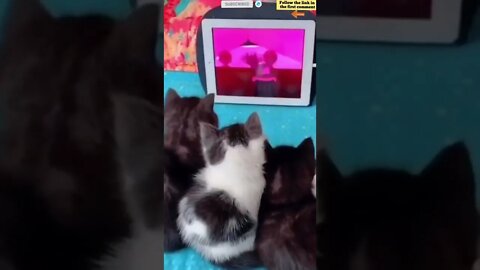 cute cat videos 😹 funny videos 😂 683 😻 #shorts #shortsfunny #cutecat #catvideos #catsfood #catscare