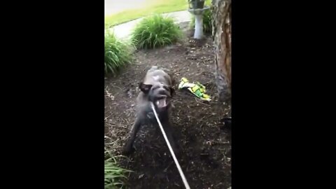 Gracie testing out different power levels on the hose