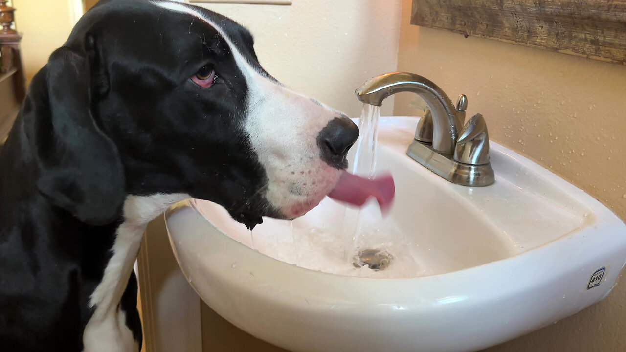 Slobbery Great Dane Loves To Sink Drink