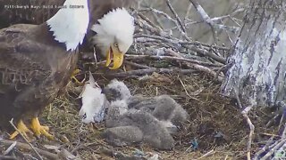 Hays Bald Eagles Dad brings in huge drum fish 2022 04 09 17:36