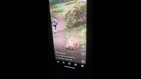 Animals fighting