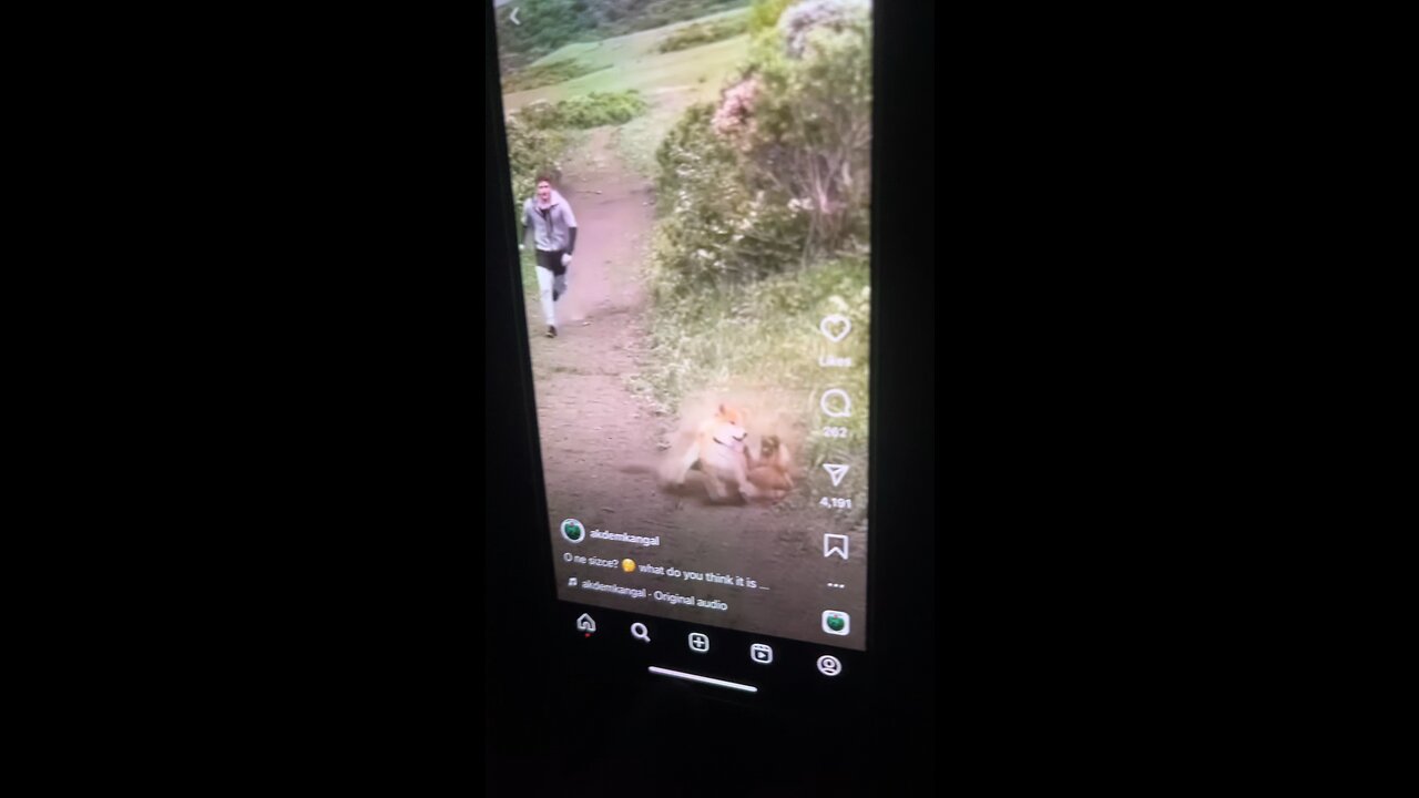 Animals fighting