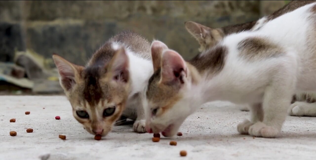 Cute kittens eating and cleaning themselves after the meal