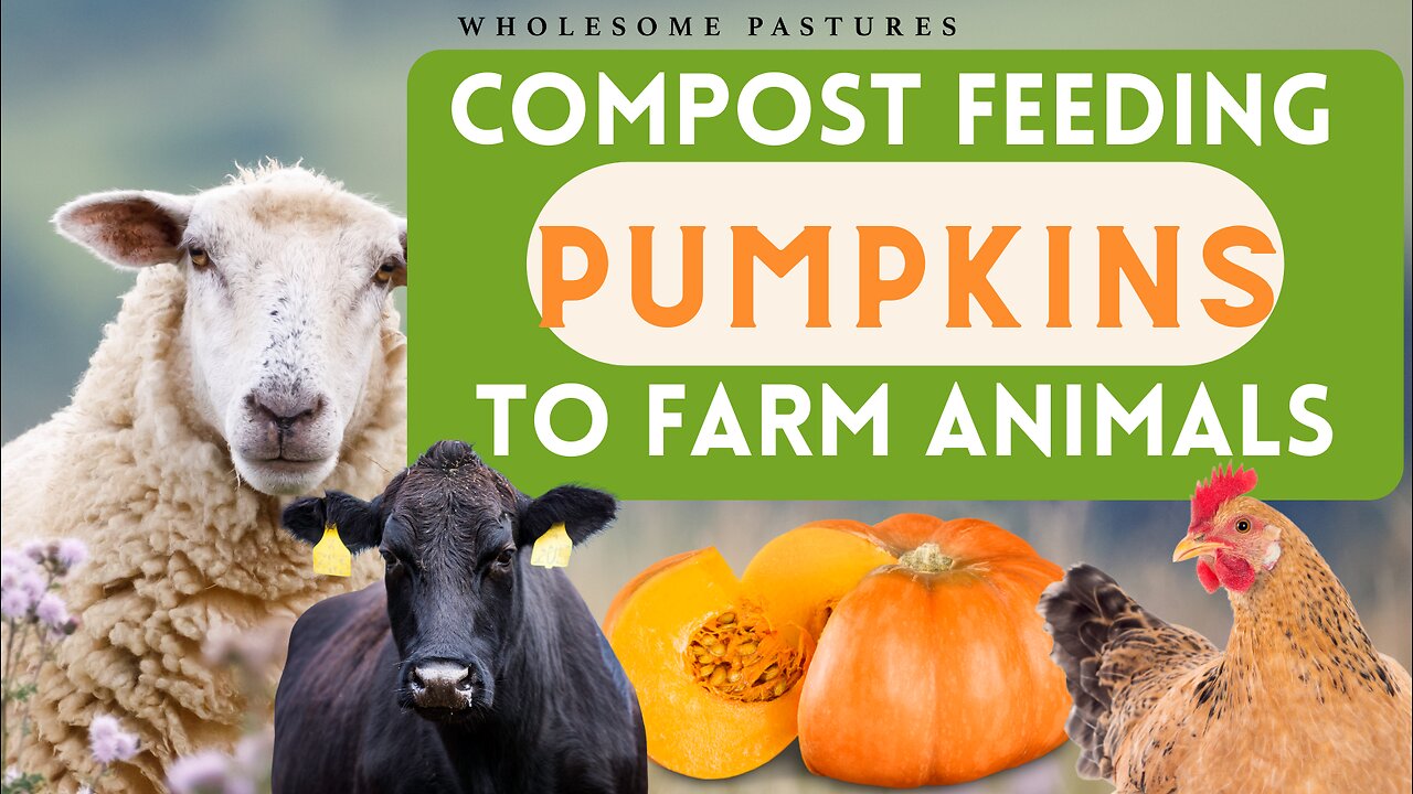 Feeding Pumpkins to Farm Animals: Cattle, Sheep + Chickens