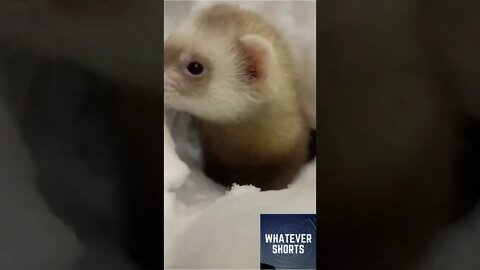 Ferret plays around in the snow #shorts #animals #cute #ferret #snow