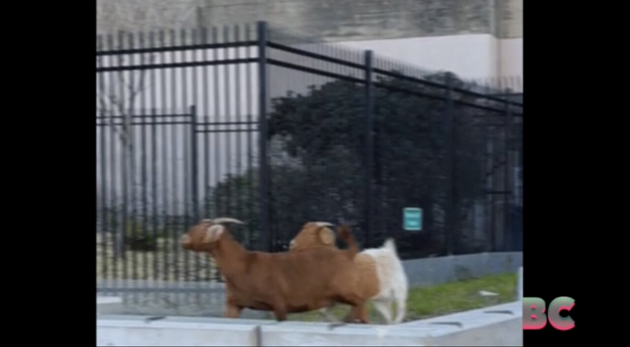 Mystery goats go on rampage through San Francisco streets