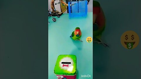 cute parrot funny parrot 🦜 #shorts #animals #bird #parrot 10M views 1 month ago