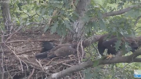 Hays Eagles H12 trims the nest tree 61820