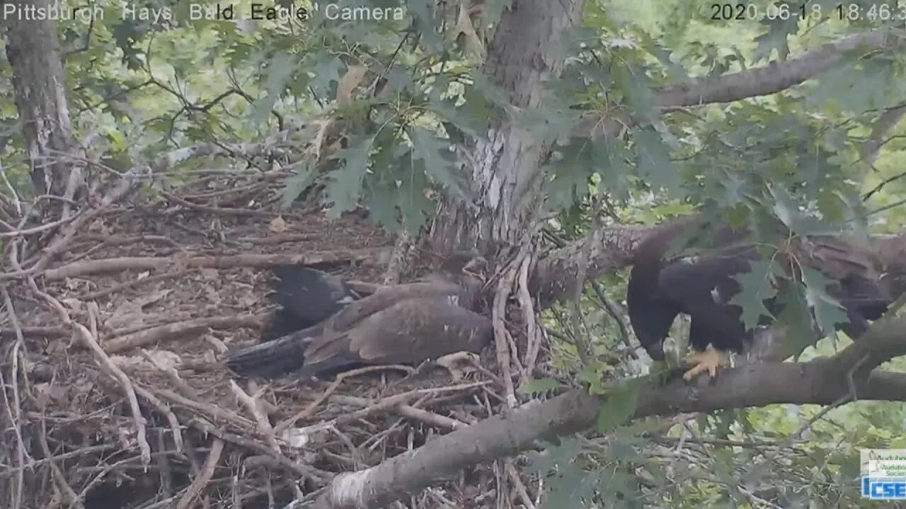 Hays Eagles H12 trims the nest tree 61820