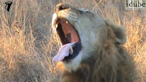 Big Lion Shows Off His Fangs in the Sunlight