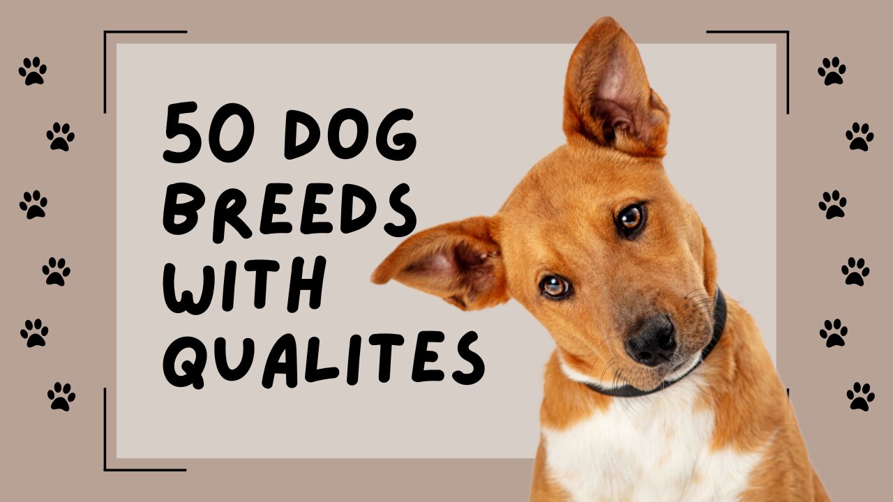 50 Dog breeds with their qualities