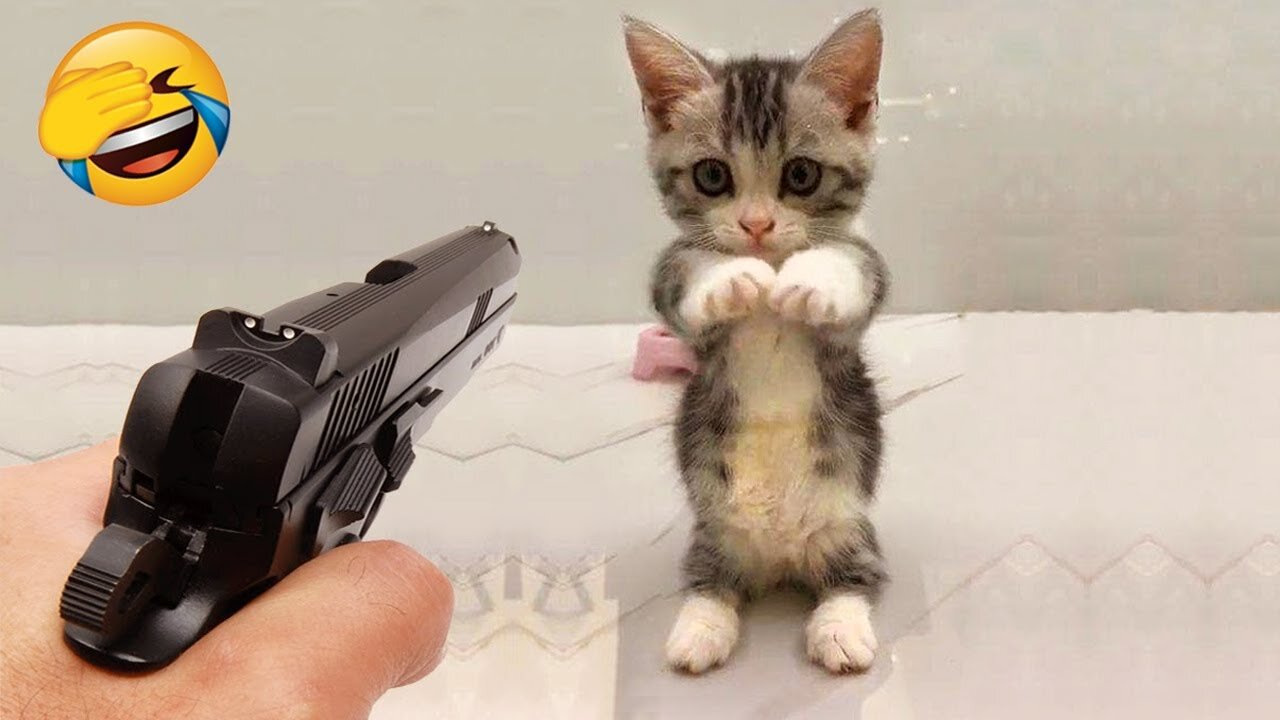 New Funny Videos 2022 😍 Cutest Cats and Dogs