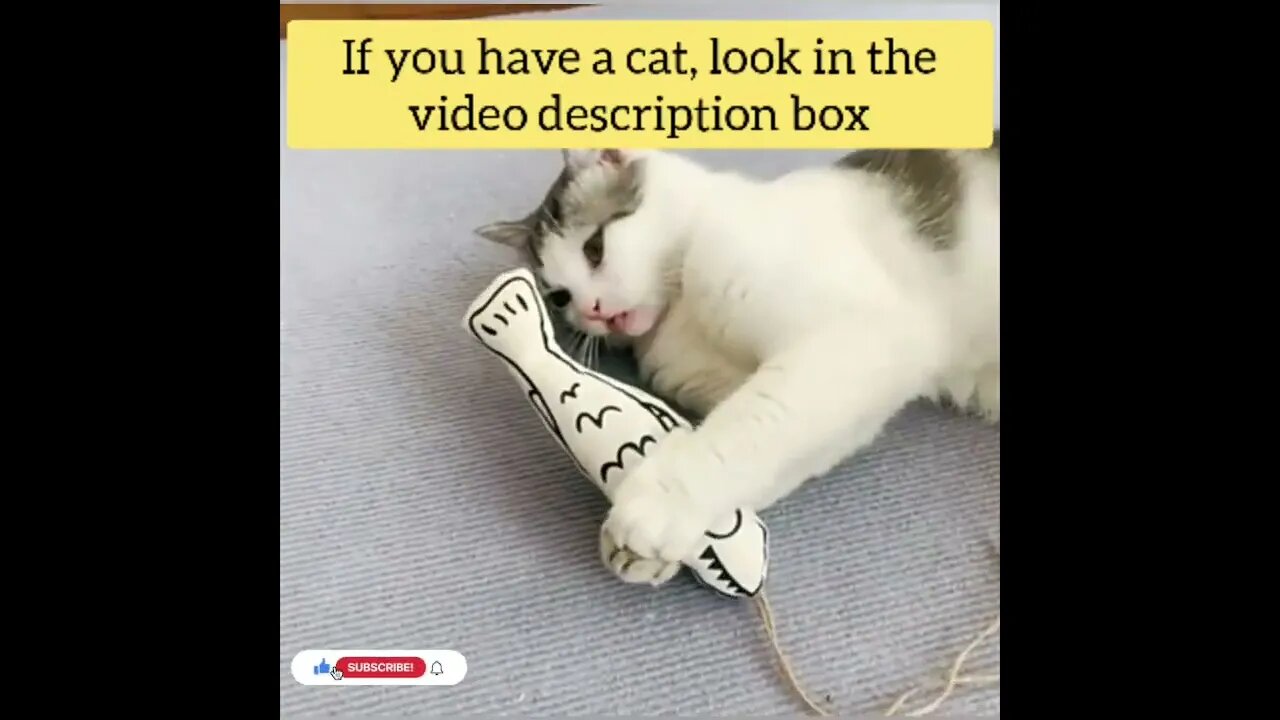 cute cat videos 😹 funny videos 😂153