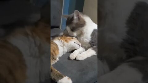 Two cute cats licking each other. #shorts #trending #viral #funnycat #cat #love #pets#animals#cute