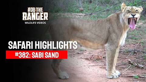 Safari Highlights #382: 13 - 15 December 2015 | Sabi Sand Nature Reserve | Latest Wildlife Sightings