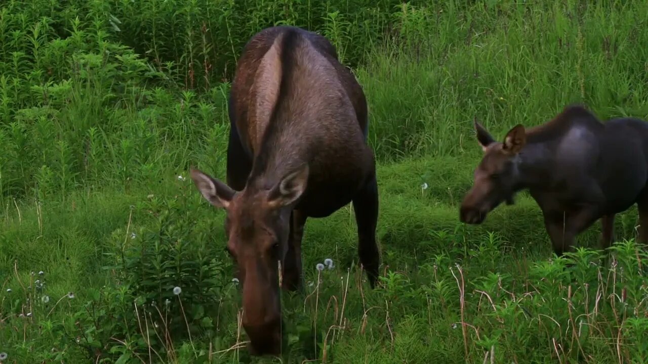 Mother and Baby Moose Grazing in Pasture