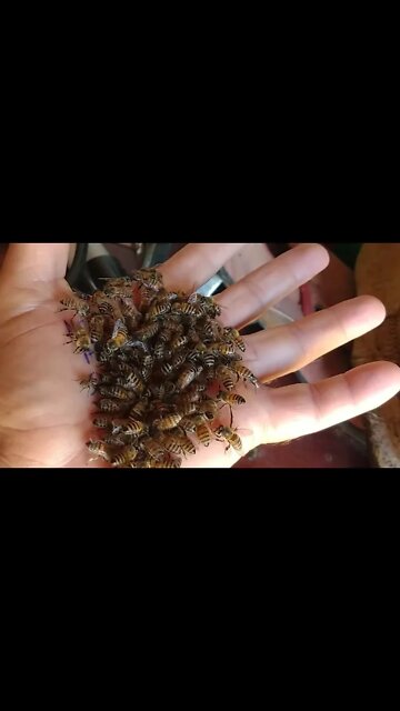 Abelhas apis #Nordeste