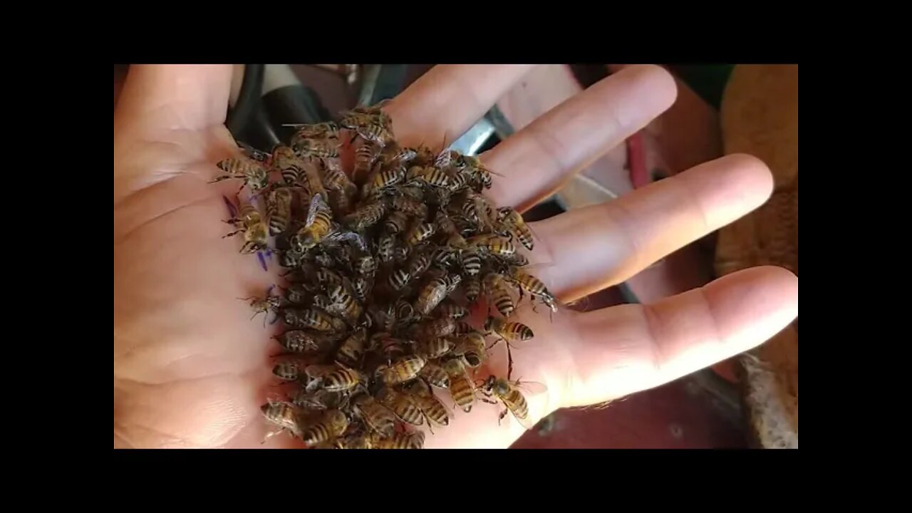 Abelhas apis #Nordeste