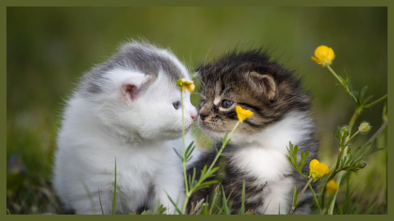 Furry Friends FOREVER | Kittens & Puppies Cuddles!