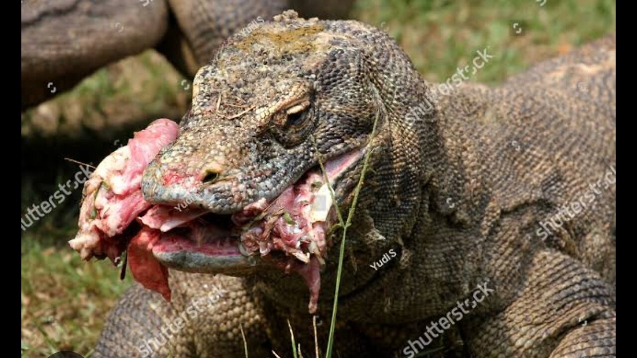 Difficulty food of komodo dregon. No easy food of komodo dregon animal lovers❤️❤️❤️