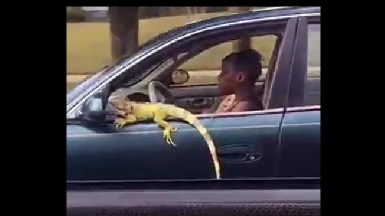 The lizards love going for a ride in her car