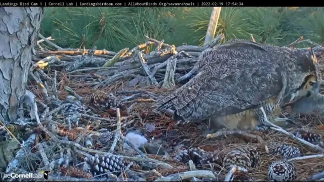 Sneak A Peek at The Owlet 🦉 2/19/22 17:53