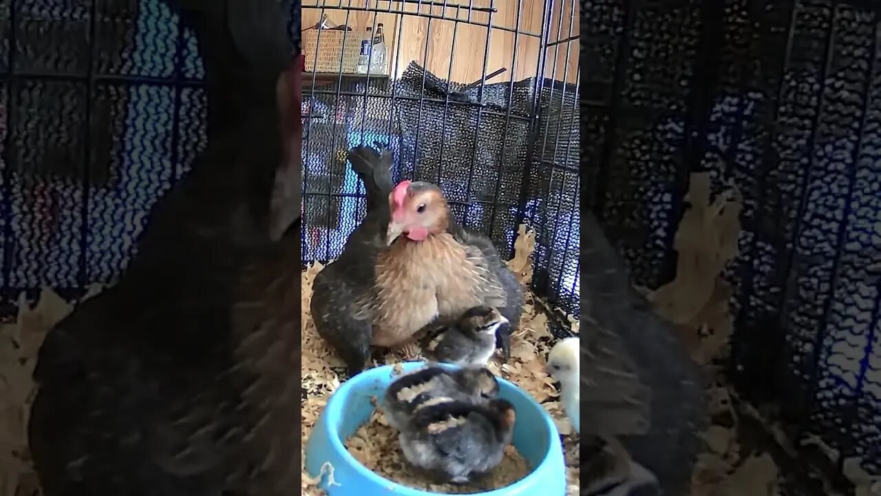 Baby chicks stand in feed bowl to eat 💕